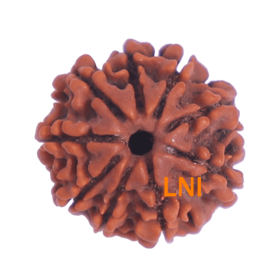 9 Mukhi Rudraksha Size 22.53 mm (Certified) image