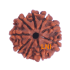 9 Mukhi Rudraksha Size 21.18 mm (Certified)