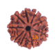 9 Mukhi Rudraksha Size 22.53 mm (Certified) image