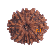 9 Mukhi Rudraksha Size 22.19mm (Certified)