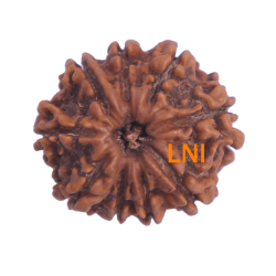9 Mukhi Rudraksha Size 22.19mm (Certified)
