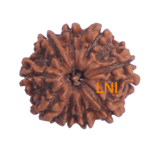 9 Mukhi Rudraksha Size 23.18 mm (Certified) image