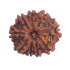 9 Mukhi Rudraksha Size 22.19mm (Certified)