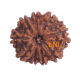 9 Mukhi Rudraksha Size 23.18 mm (Certified) image