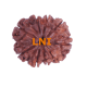 9 Mukhi Rudraksha Size 25.15 mm (Certified) Rudraksha, 9 Mukhi Rudraksha, 9 Mukhi Rudraksha from Nepal image