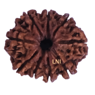 9 Mukhi Rudraksha Size: 23.55 mm (Certified)