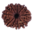 9 Mukhi Rudraksha Size: 23.55 mm (Certified)
