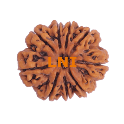 9 Mukhi Rudraksha Size 29.17 mm (Certified)