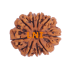9 Mukhi Rudraksha Size 29.17 mm (Certified)