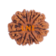 9 Mukhi Rudraksha Size 27.85 mm (Certified) image