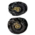 Buy shaligram online