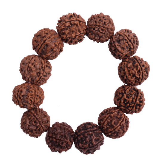 6 Mukhi Bracelet 12 beads (Certified)