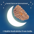 1 Mukhi Rudraksha from India