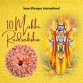 10 Mukhi Rudraksha from Indonesia