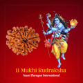 11 Mukhi Rudraksha
