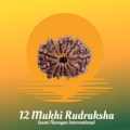12 Mukhi Rudraksha from Nepal
