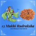 13 Mukhi Rudraksha from Nepal