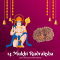 14 Mukhi Rudraksha from Indonesia