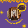 15 Mukhi Rudraksha from Nepal