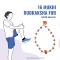 16 mukhi Rudraksha from Indonesia