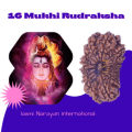 16 Mukhi Rudraksha