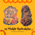 19 Mukhi Rudraksha