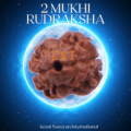 2 Mukhi Rudraksha from Nepal