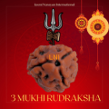 3 Mukhi Rudraksha from Nepal