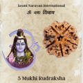 5 Mukhi Rudraksha from Nepal