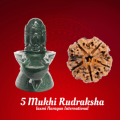 Buy 5 Mukhi Rudraksha	
