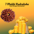 7 Mukhi Rudraksha from Nepal