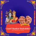 Buy Gauri Shankar Rudraksha