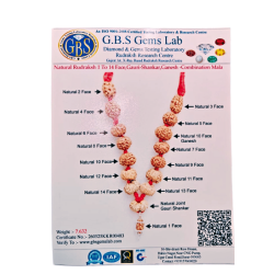MPMC Rudraksha Mala  (Certified) 7.632gms