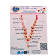 MPMC Rudraksha Mala  (Certified) 7.632gms image