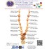 MPMC Rudraksha Mala  (Certified) 34.172g