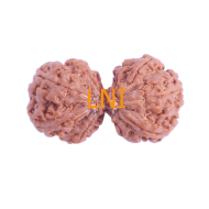 10 Mukhi Gauri Shankar Rudraksha Size 37.20 mm (Certified)