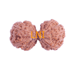 10 Mukhi Gauri Shankar Rudraksha Size 37.20 mm (Certified)