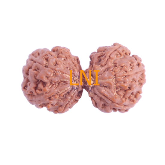 10 Mukhi Gauri Shankar Rudraksha Size 27.50 mm (Certified) image