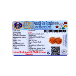 10 Mukhi Gauri Shankar Rudraksha Size 37.20 mm (Certified)