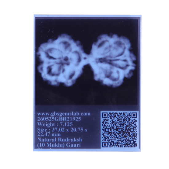 10 Mukhi Gauri Shankar Rudraksha Size 27.50 mm (Certified) image