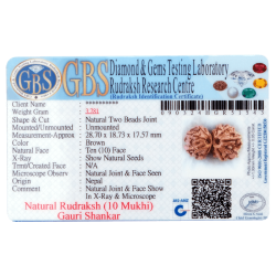 10 Mukhi Gauri Shankar Rudraksha Size 28.70mm (Certified)