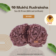 10 Mukhi Gauri Shankar Rudraksha Size 28.70mm (Certified)