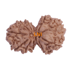 11 Mukhi Gauri Shankar Rudraksha Size 29.29mm (Certified)