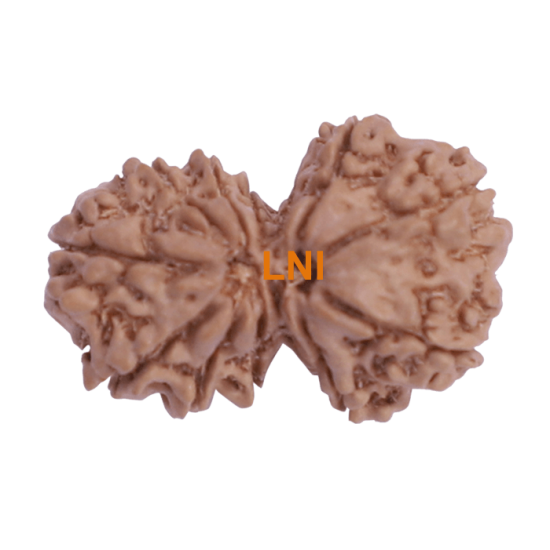 11 Mukhi Gauri Shankar Rudraksha Size 32.60 mm (Certified) Higher Rudraksha, Buy Gauri Shankar Rudraksha, 5 to 13 Mukhi Gauri Shankar (Nepal) image