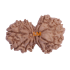 11 Mukhi Gauri Shankar Rudraksha Size 29.29mm (Certified)