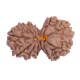 11 Mukhi Gauri Shankar Rudraksha Size 32.60 mm (Certified) Higher Rudraksha, Buy Gauri Shankar Rudraksha, 5 to 13 Mukhi Gauri Shankar (Nepal) image