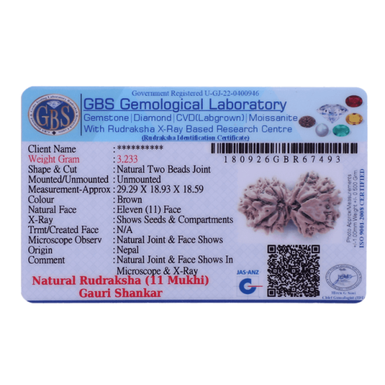 11 Mukhi Gauri Shankar Rudraksha Size 32.60 mm (Certified) Higher Rudraksha, Buy Gauri Shankar Rudraksha, 5 to 13 Mukhi Gauri Shankar (Nepal) image