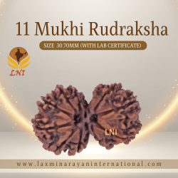 11 Mukhi Gauri Shankar Rudraksha Size 30.70mm (Certified)