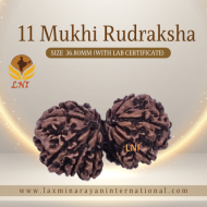 11 Mukhi Gauri Shankar Rudraksha Size 36.80 mm (Certified)