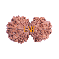 13 Mukhi Gauri Shankar Rudraksha Size: 33.55 mm (Certified)